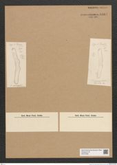 Diatomeae indet. Zeichnungen Sammlung Grunow Nr. 6604 (NHMW-BOT-W0375359)